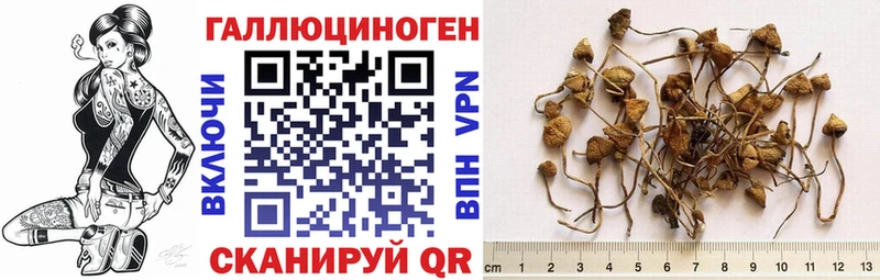 Псилоцибиновые грибы мухоморы  Купить закладки  Сусуман 